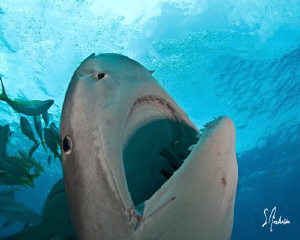 This large Tiger Shark had no issues with displaying her ... by Steven Anderson 